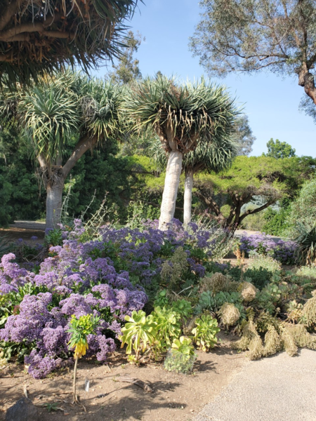 dragon trees at the LA arboretum | Counseling & Psychological Services